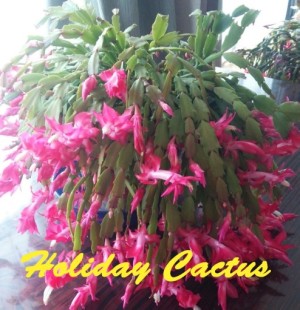 Holiday Cactus